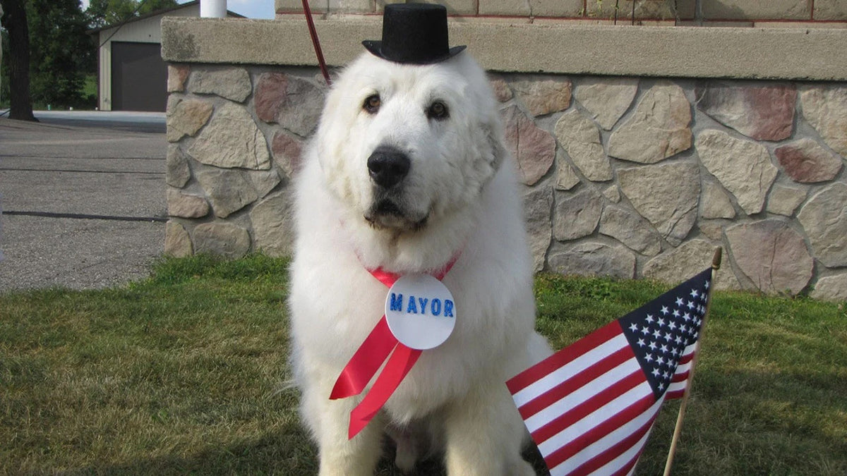 Duke the Dog Mayor, a Great Pyrennees wearing a top hat, serious look, and collar with the sign "mayor" on it. 

That's what Delaware looks like, but not cute, rn.
